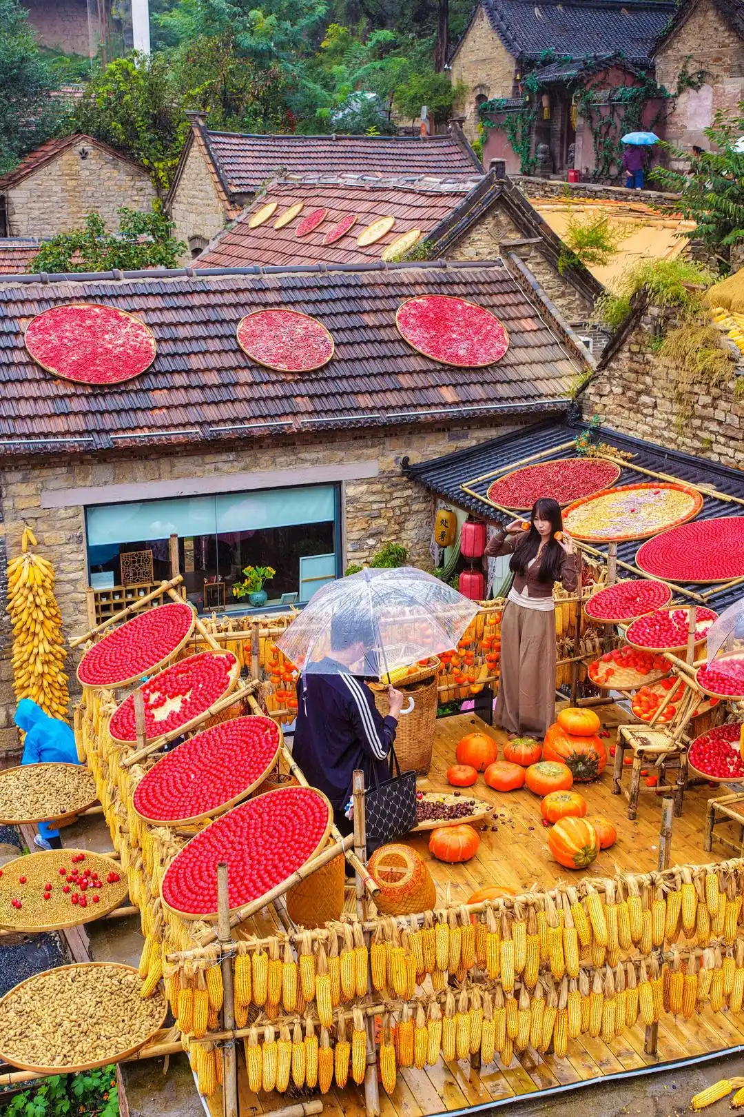 红叶季每周末近两百辆大巴驶入红叶柿岩，企业团建需求大