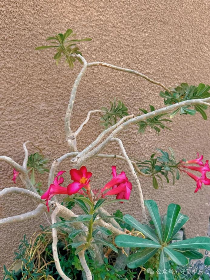 游记 | 迪拜老城的咖啡博物馆