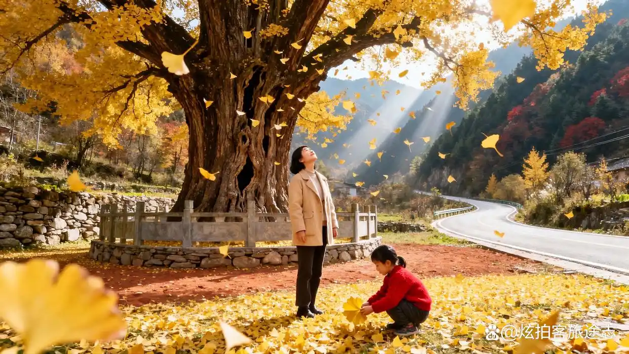 汉中留坝藏着这条古道，银杏叶飘落时像下起黄金雨