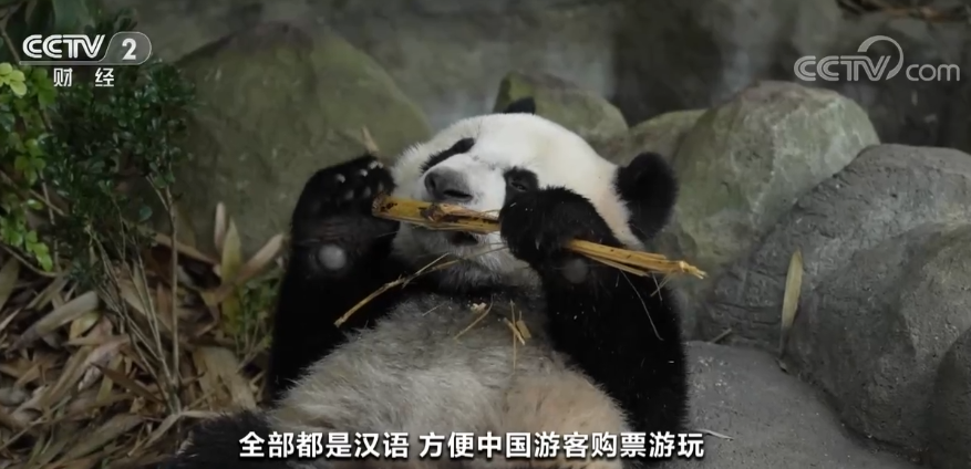 新加坡旅游从业者和景点积极准备 热情迎接中国游客