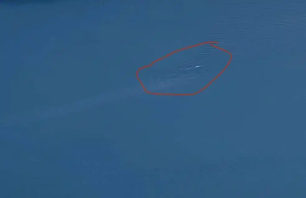 喀纳斯湖再现巨型“湖怪”？景区工作人员：那就是哲罗鲑