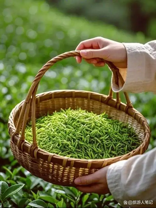 中国八大绿茶之乡，我终于明白了什么叫“茶香醉人”