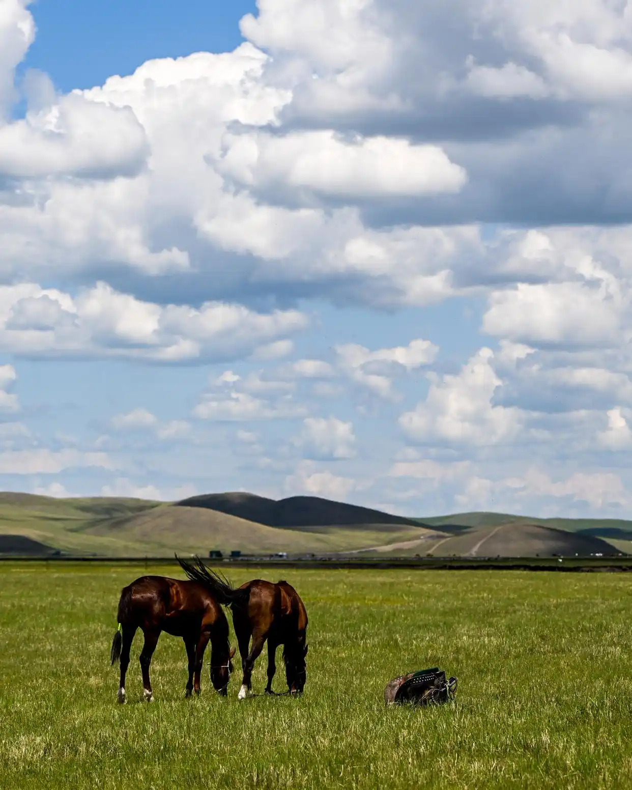美丽中国丨呼伦贝尔大草原夏日即景