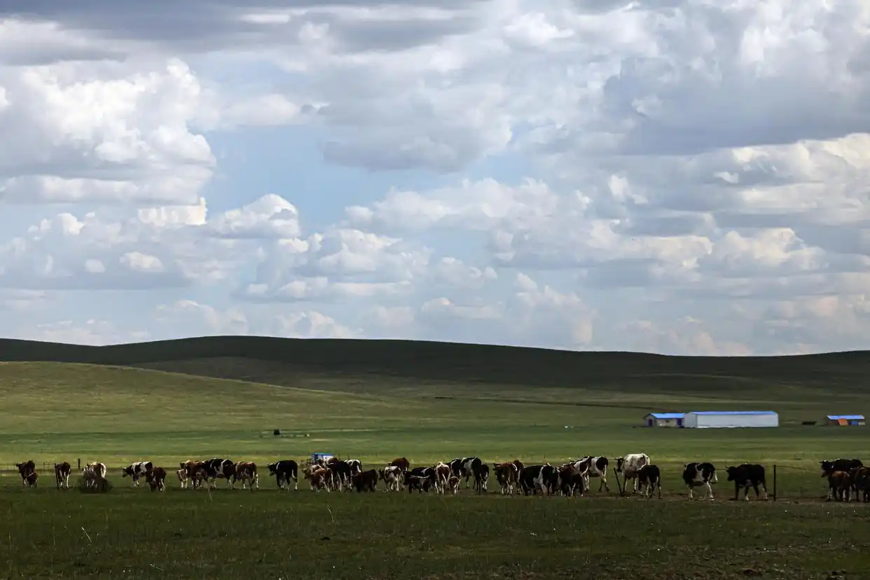 美丽中国丨呼伦贝尔大草原夏日即景