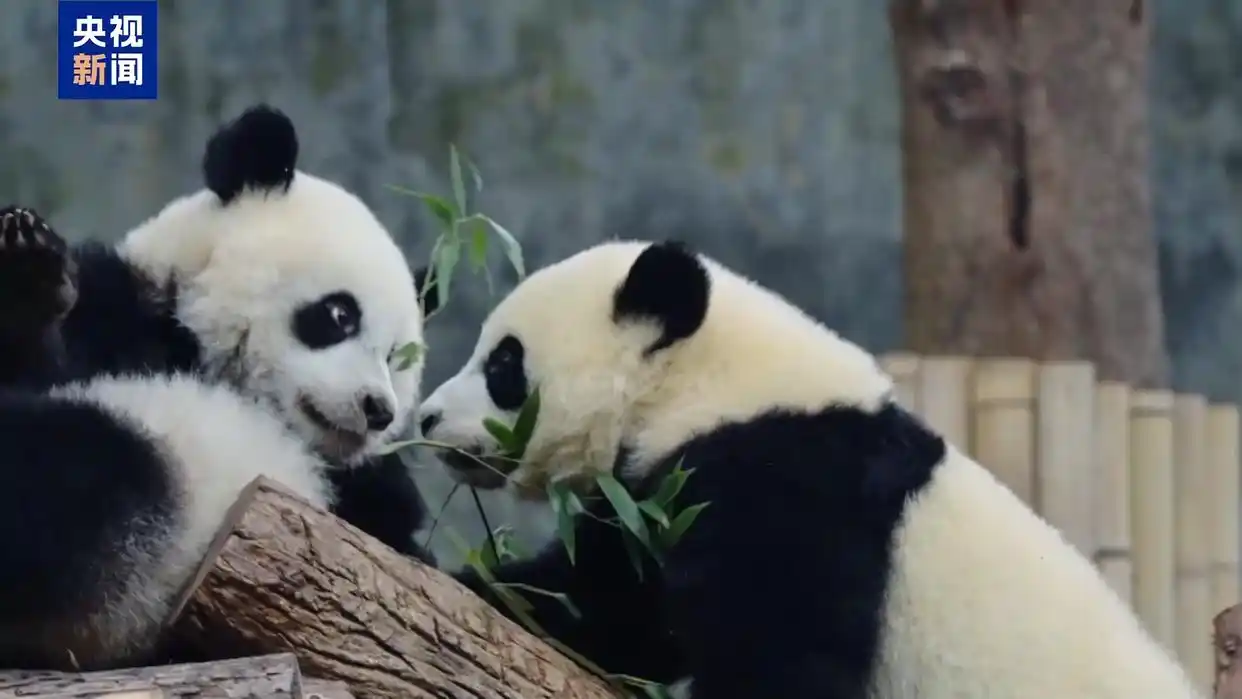 ChinaTravel持续升温 外国游客解锁沉浸式中国游