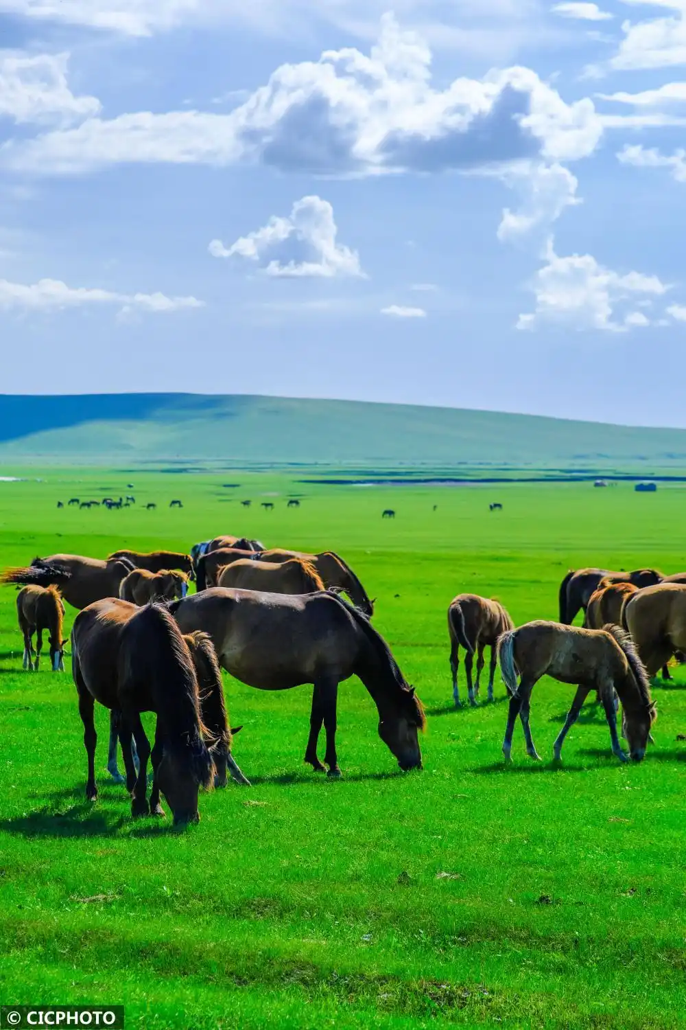 内蒙古呼伦贝尔：夏日草原入画来