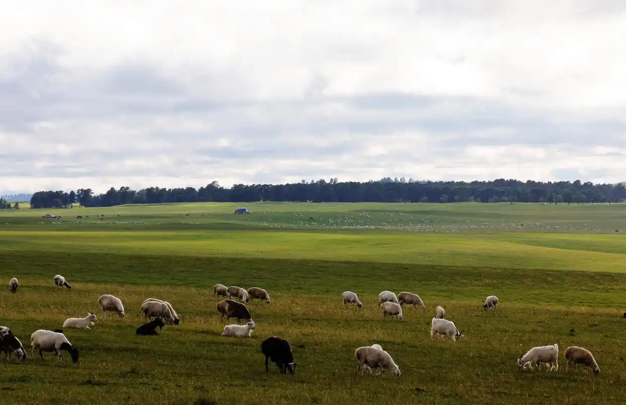 呼伦贝尔大草原的夏日美景