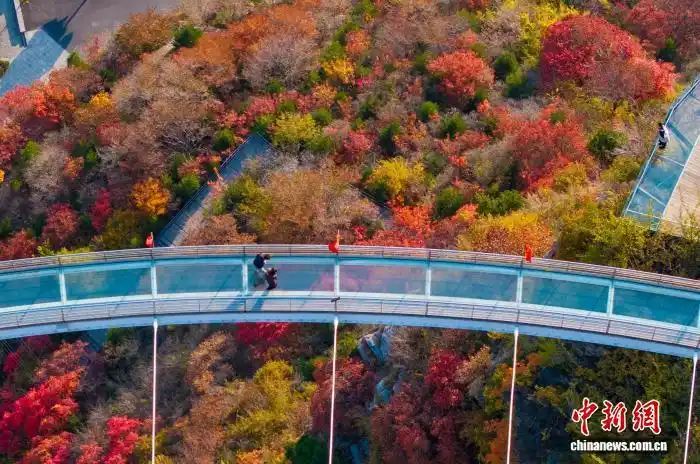 年轻人踏秋追求“情价比”！“悟空”陪游、云端赏叶，哪个是你的所爱→