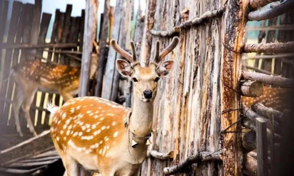【五一游阿尔山】这个假期不远行，最火自由行线路来了！