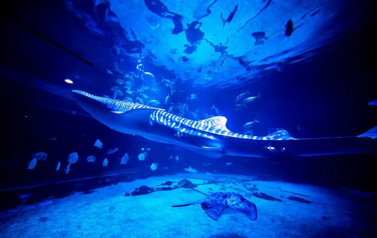 走进烟台渔人码头 解锁海滨游新玩法