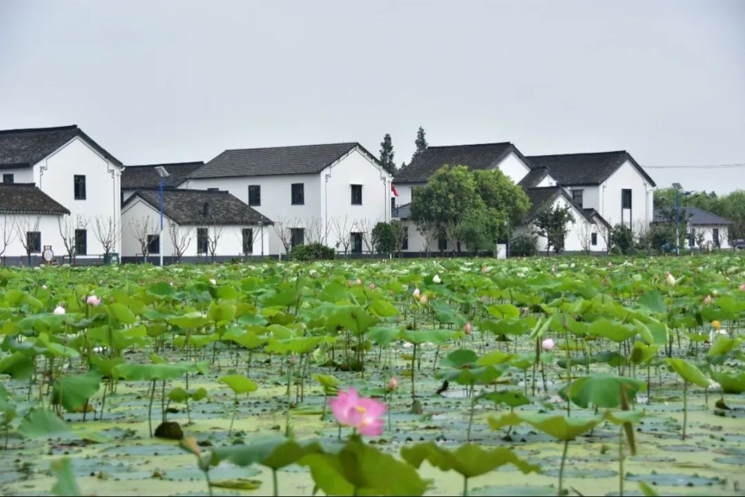 周末安排上！2条“金泽精品旅游线路”新鲜出炉→
