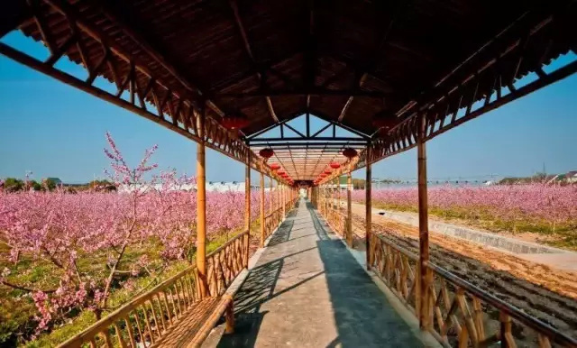 金山田野百花节进行时，想要自由行的小伙伴，请收下这份攻略！