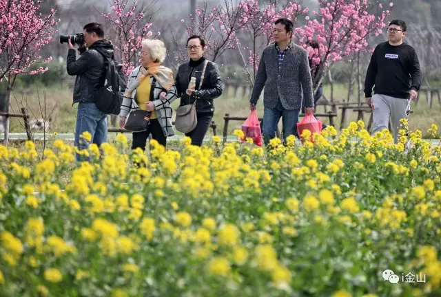 金山田野百花节进行时，想要自由行的小伙伴，请收下这份攻略！