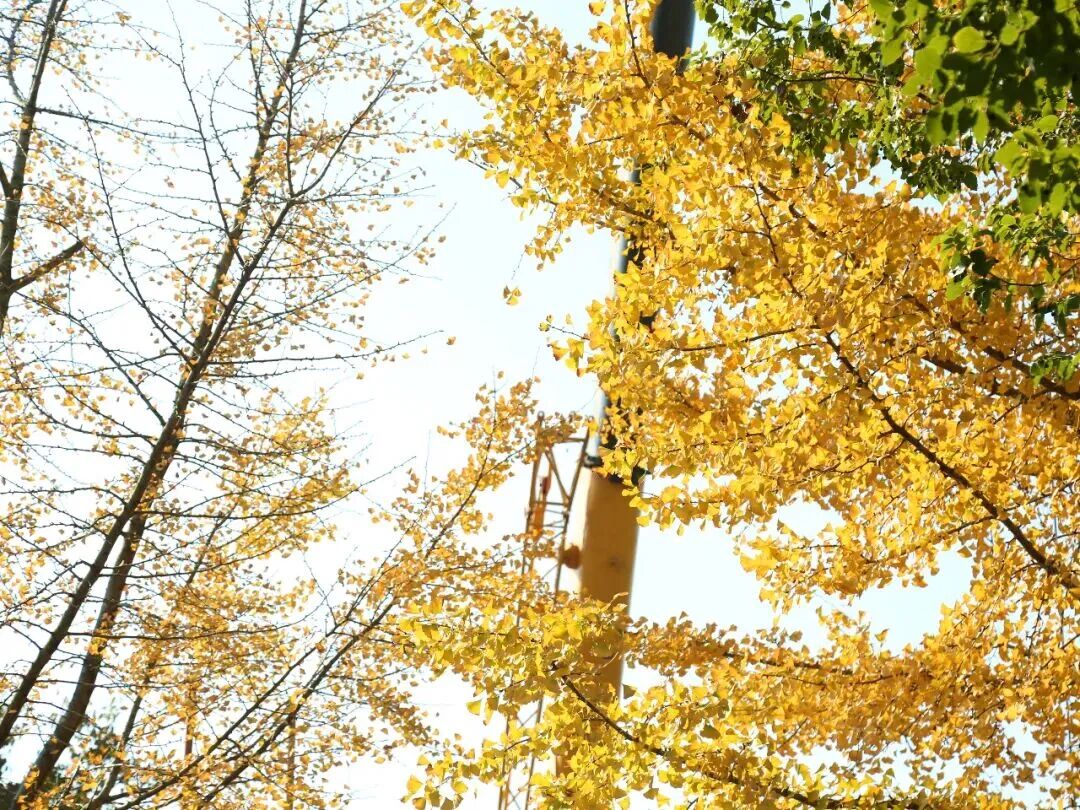 “上海0001号”所在古树公园改造中，将打造8大主题景点