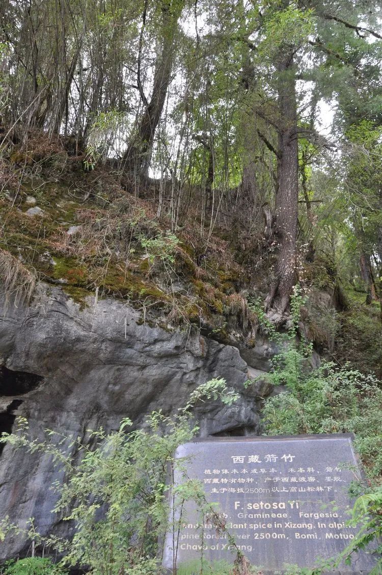 蓝厅话竹 | 世界遗产 中国竹韵（五）——​布达拉宫 罗布林卡