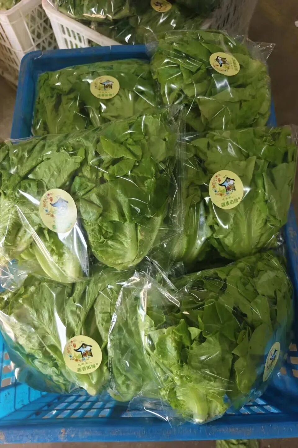 周末来复兴岛，做休闲“岛民”