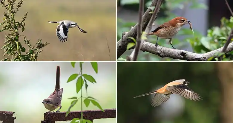 宁波往返泰国普吉岛直飞航线将重启