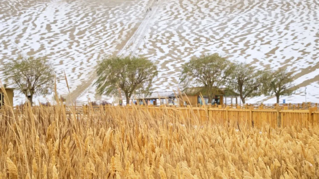 鸣沙山月牙泉迎来初雪！沙与雪的秘境私语，美到心醉