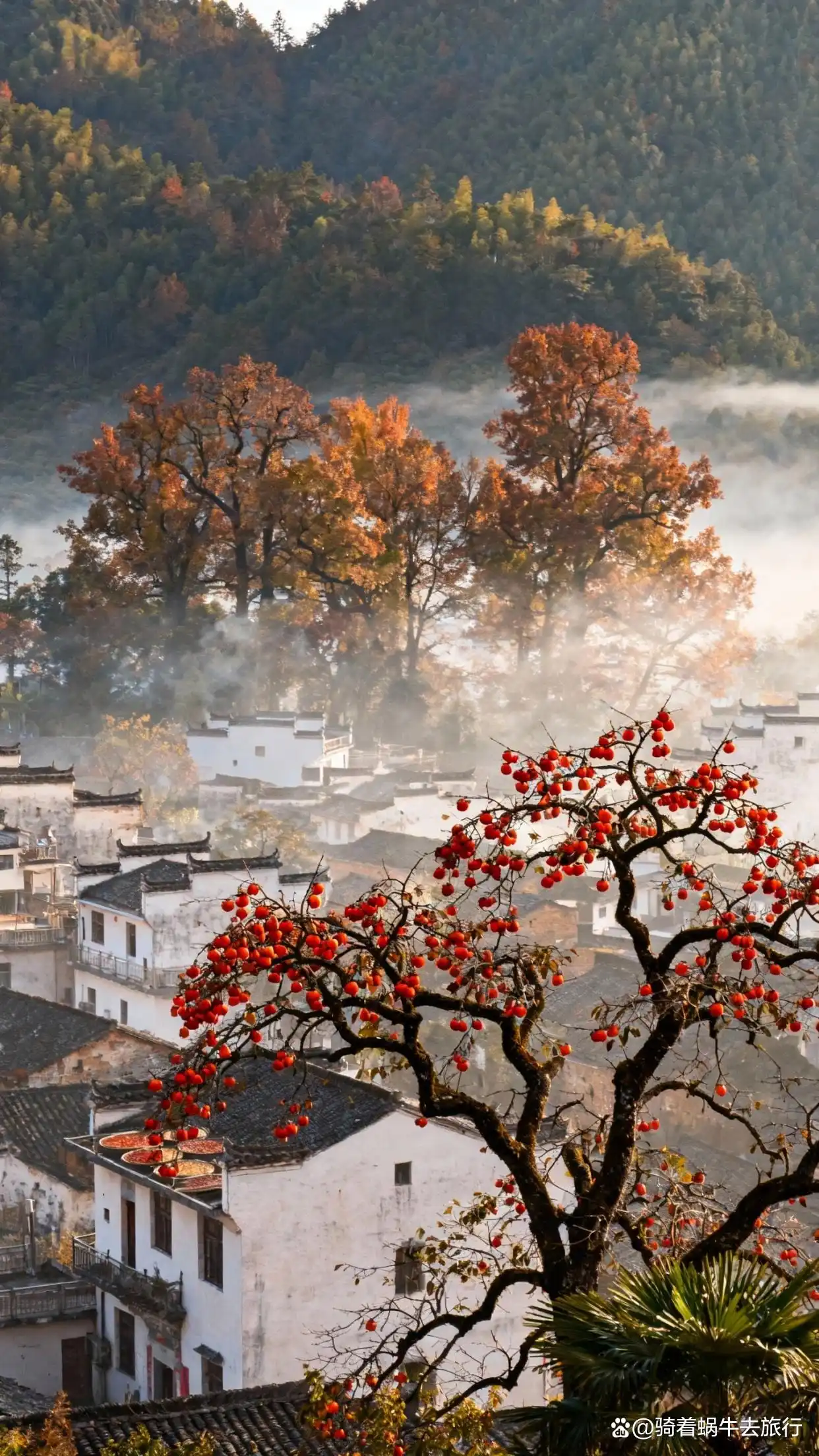 被《国家地理》评为国内最美的秋天有多绝！