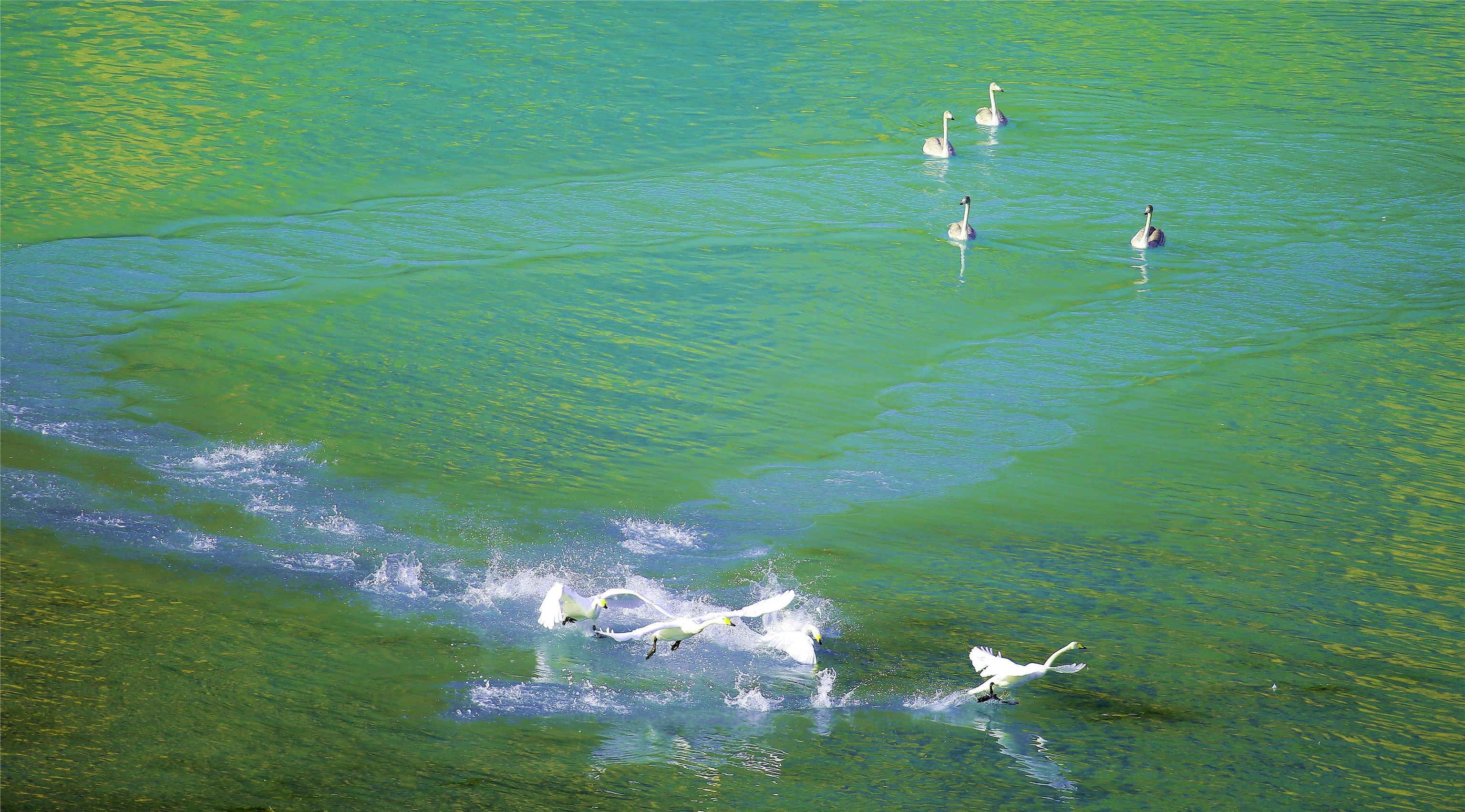 小石榴说科普·山水林田湖草沙之湖②丨为什么说喀纳斯湖是神奇的"变色湖"？