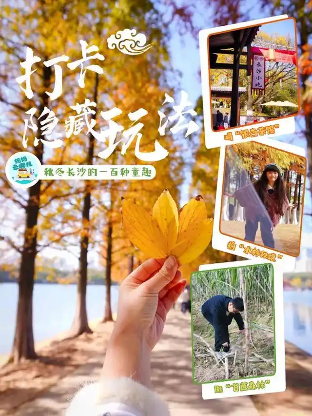 速报！长沙这个地方银杏浓度达100%，赏芦苇、砍甘蔗，遛娃惊喜超多