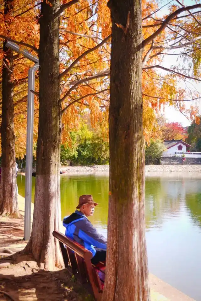 速报！长沙这个地方银杏浓度达100%，赏芦苇、砍甘蔗，遛娃惊喜超多