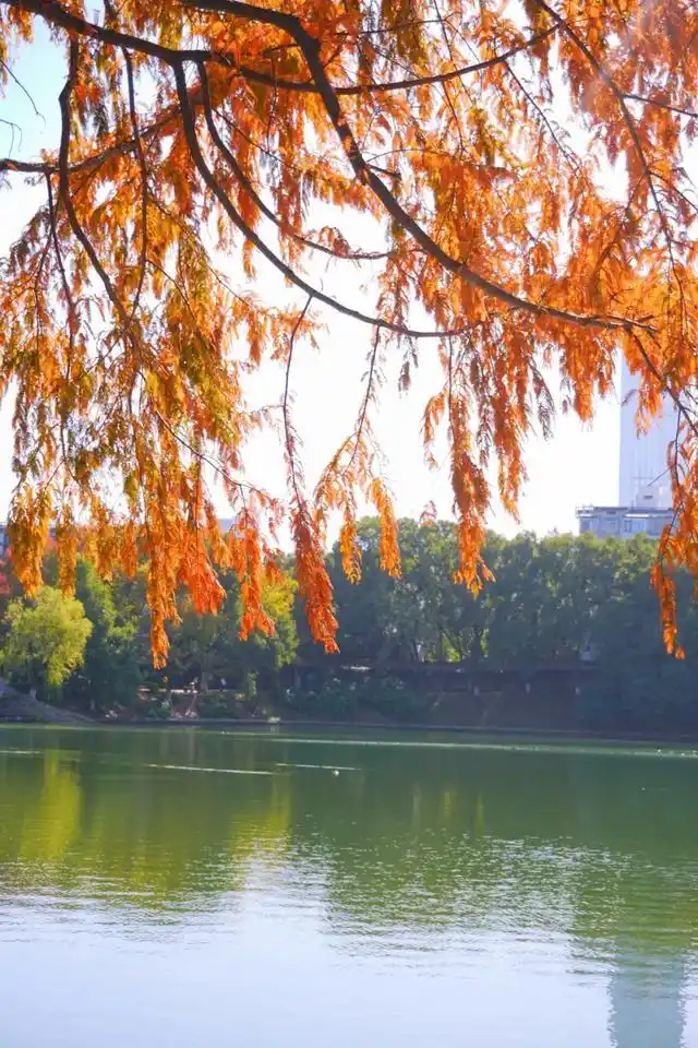 速报！长沙这个地方银杏浓度达100%，赏芦苇、砍甘蔗，遛娃惊喜超多