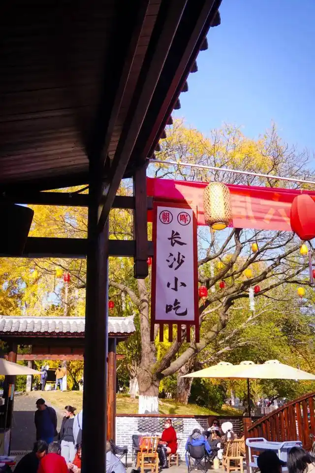 速报！长沙这个地方银杏浓度达100%，赏芦苇、砍甘蔗，遛娃惊喜超多