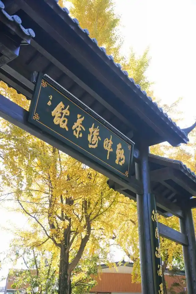 速报！长沙这个地方银杏浓度达100%，赏芦苇、砍甘蔗，遛娃惊喜超多