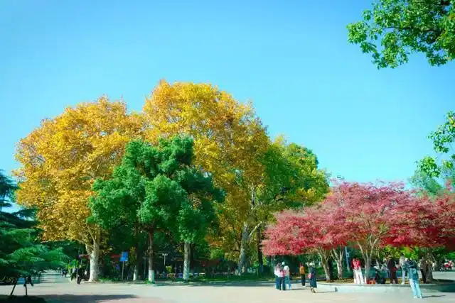 速报！长沙这个地方银杏浓度达100%，赏芦苇、砍甘蔗，遛娃惊喜超多