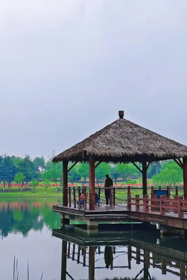 速报！长沙这个地方银杏浓度达100%，赏芦苇、砍甘蔗，遛娃惊喜超多