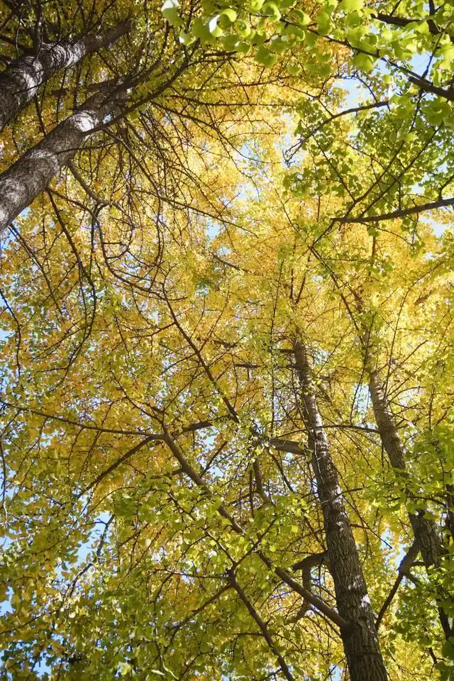 速报！长沙这个地方银杏浓度达100%，赏芦苇、砍甘蔗，遛娃惊喜超多