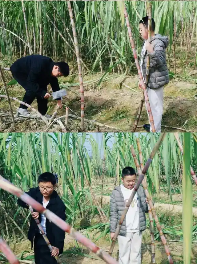 速报！长沙这个地方银杏浓度达100%，赏芦苇、砍甘蔗，遛娃惊喜超多