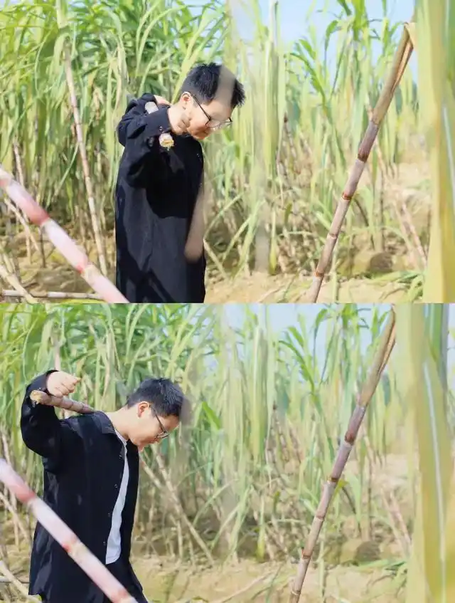 速报！长沙这个地方银杏浓度达100%，赏芦苇、砍甘蔗，遛娃惊喜超多