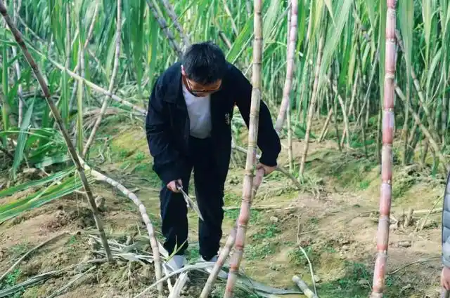 速报！长沙这个地方银杏浓度达100%，赏芦苇、砍甘蔗，遛娃惊喜超多