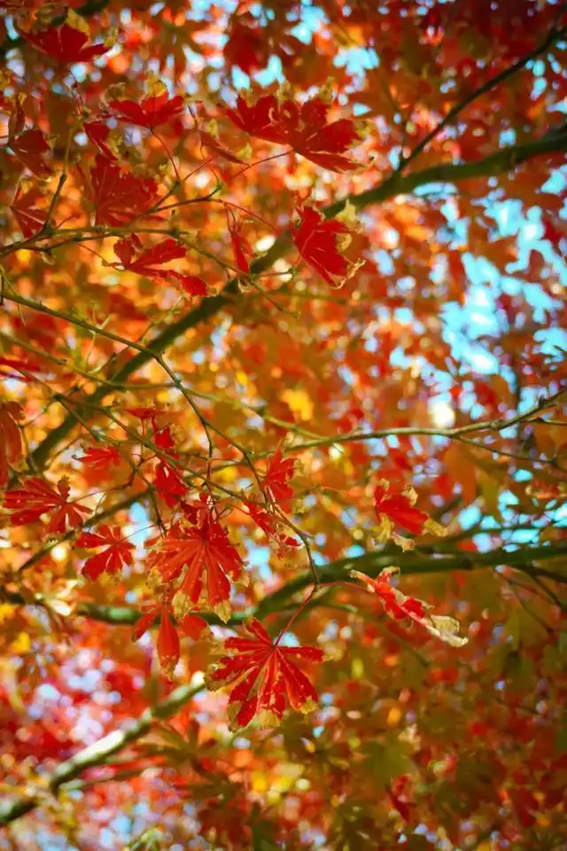 速报！长沙这个地方银杏浓度达100%，赏芦苇、砍甘蔗，遛娃惊喜超多