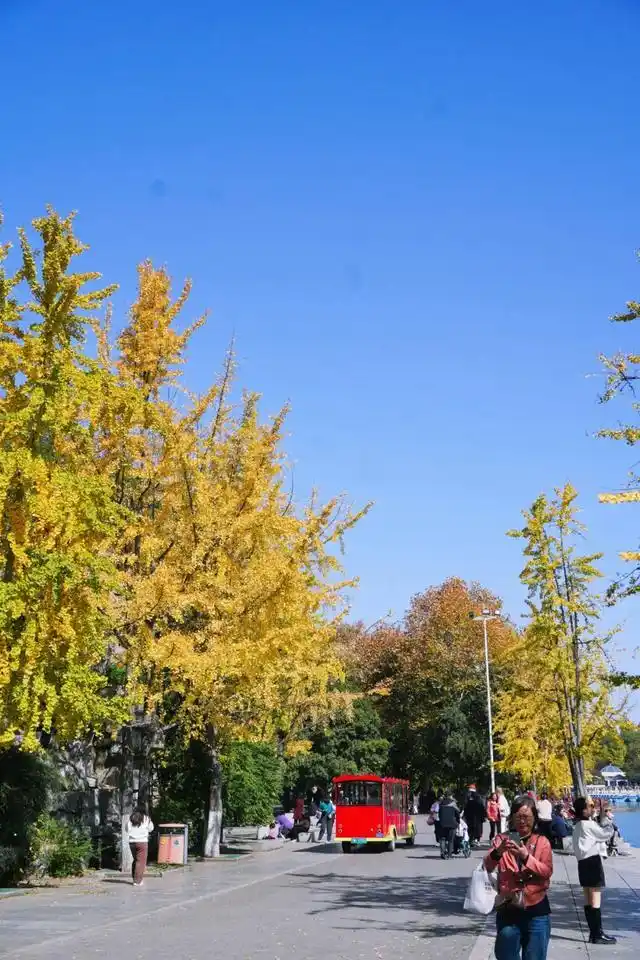 速报！长沙这个地方银杏浓度达100%，赏芦苇、砍甘蔗，遛娃惊喜超多