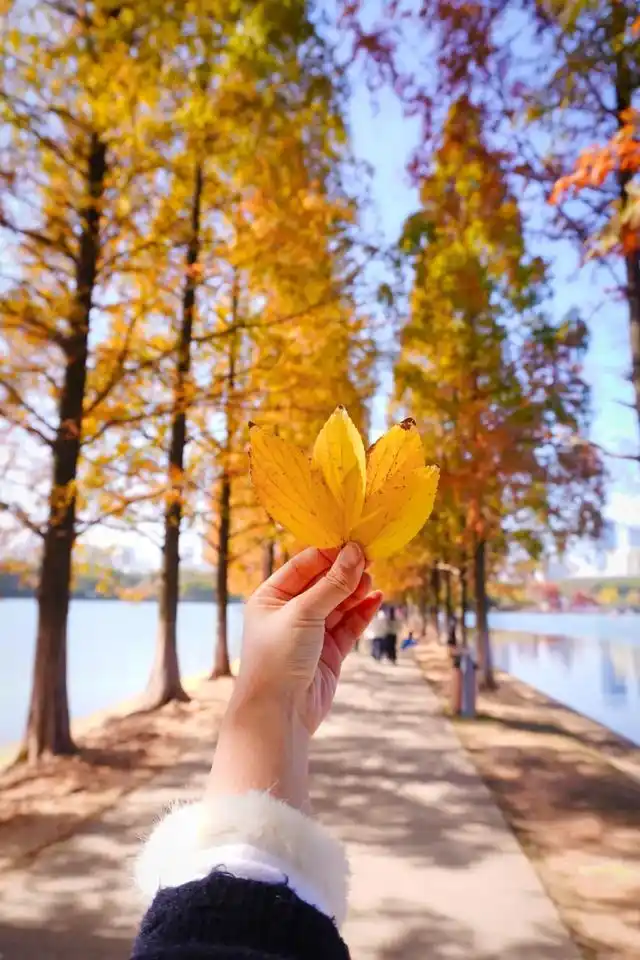 速报！长沙这个地方银杏浓度达100%，赏芦苇、砍甘蔗，遛娃惊喜超多