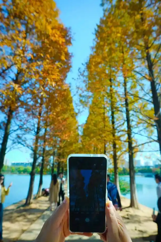 速报！长沙这个地方银杏浓度达100%，赏芦苇、砍甘蔗，遛娃惊喜超多