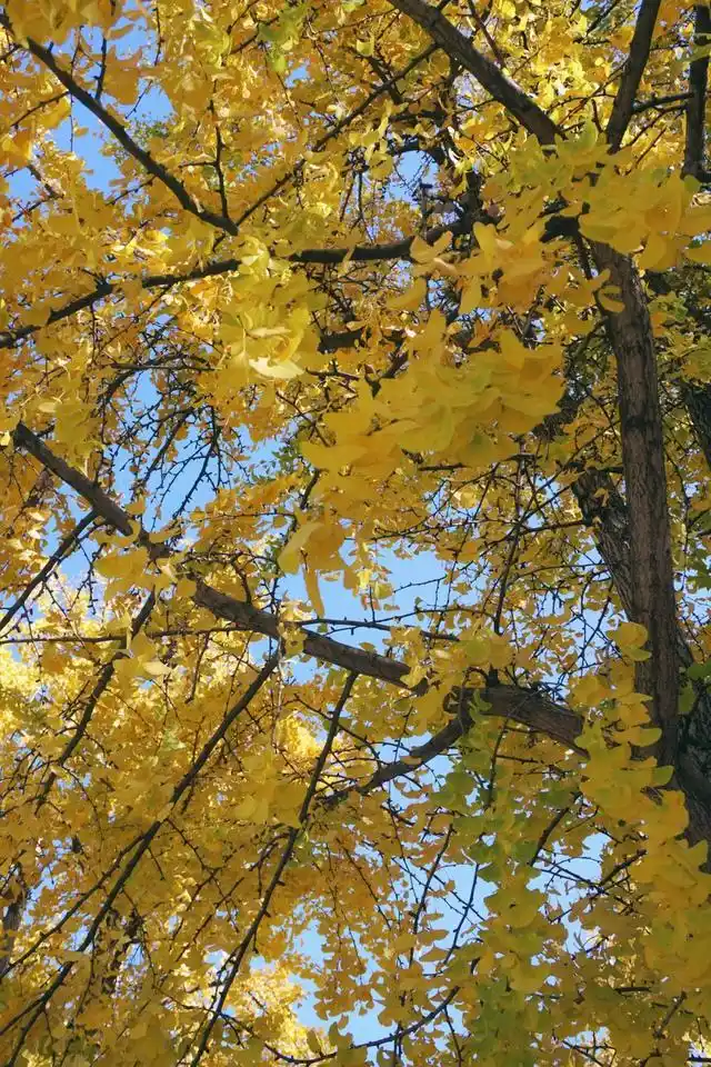 速报！长沙这个地方银杏浓度达100%，赏芦苇、砍甘蔗，遛娃惊喜超多