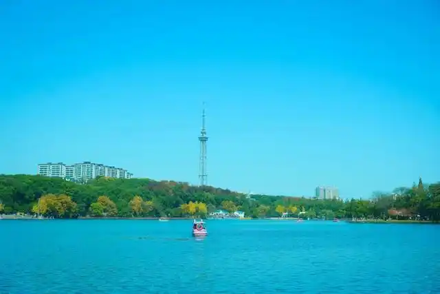 速报！长沙这个地方银杏浓度达100%，赏芦苇、砍甘蔗，遛娃惊喜超多