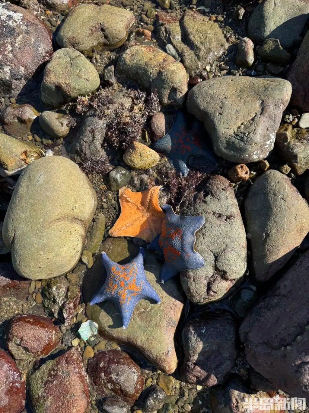 青岛宝藏海岛｜游客爆炸式增长，昔日偏远小岛变身旅游胜地