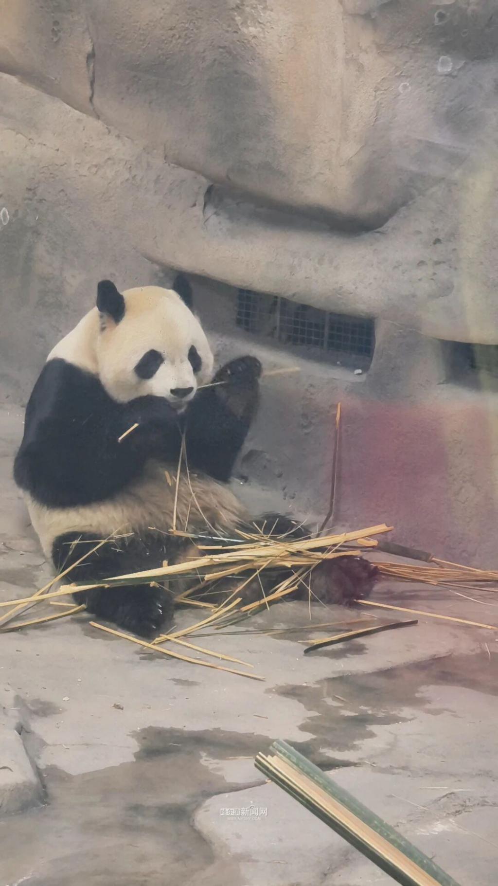 福利提前知！雪博会门票一价全含
