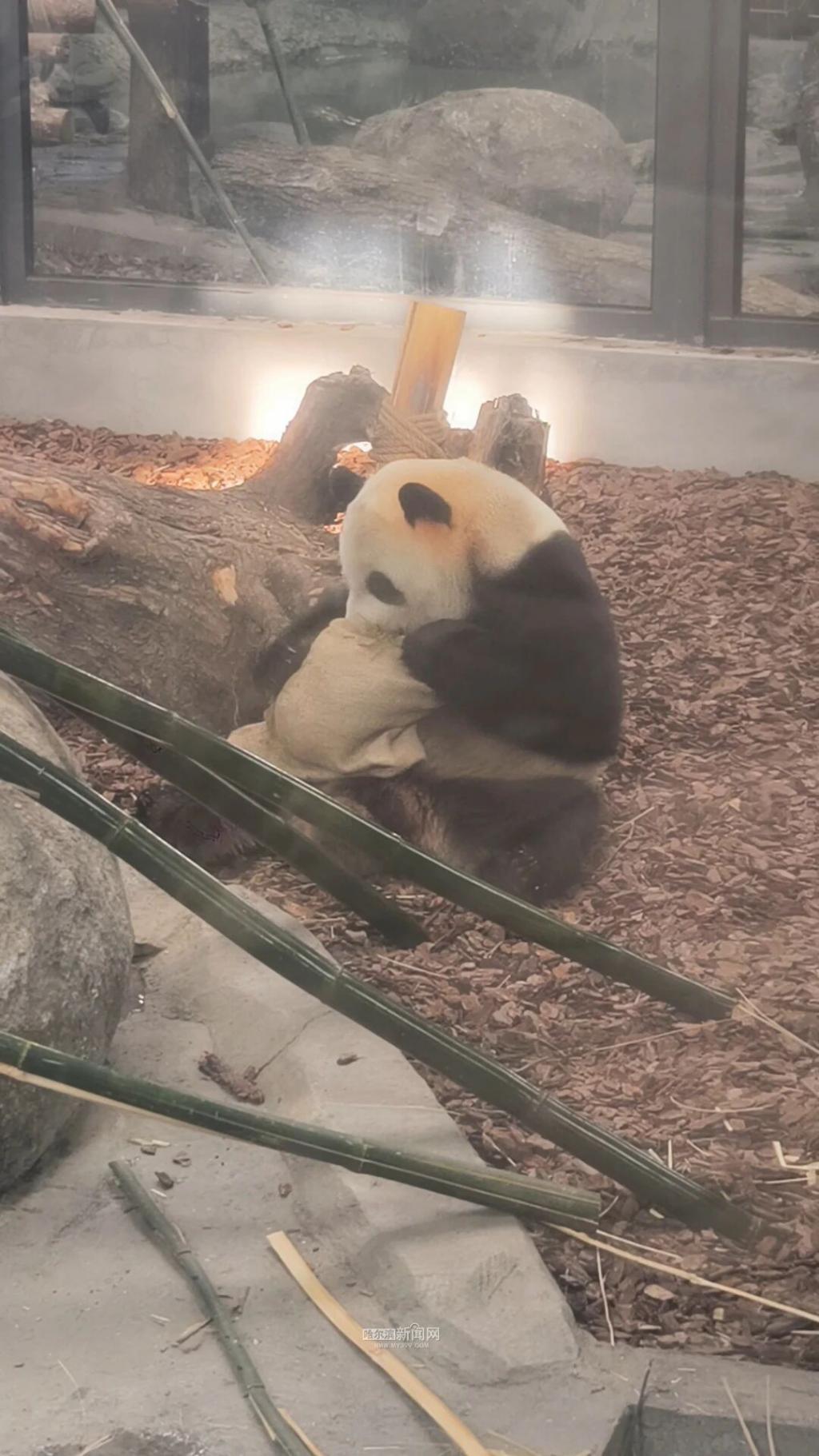 福利提前知！雪博会门票一价全含