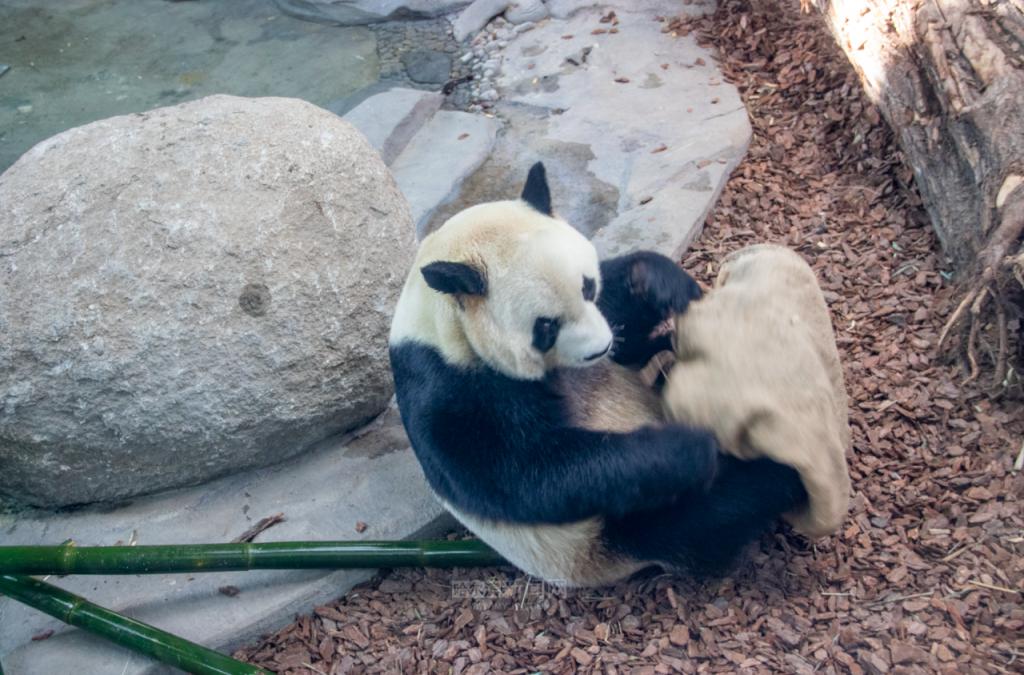 福利提前知！雪博会门票一价全含