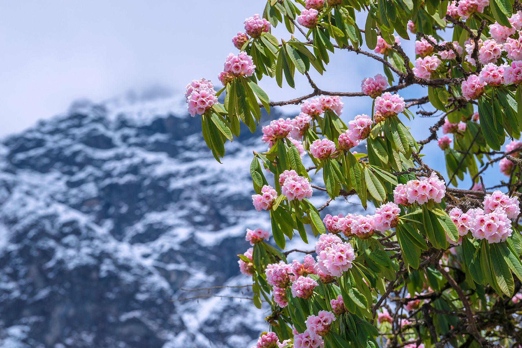 岳王庙、华清宫免费玩！杭州、西安、南京、四川景点限免开放