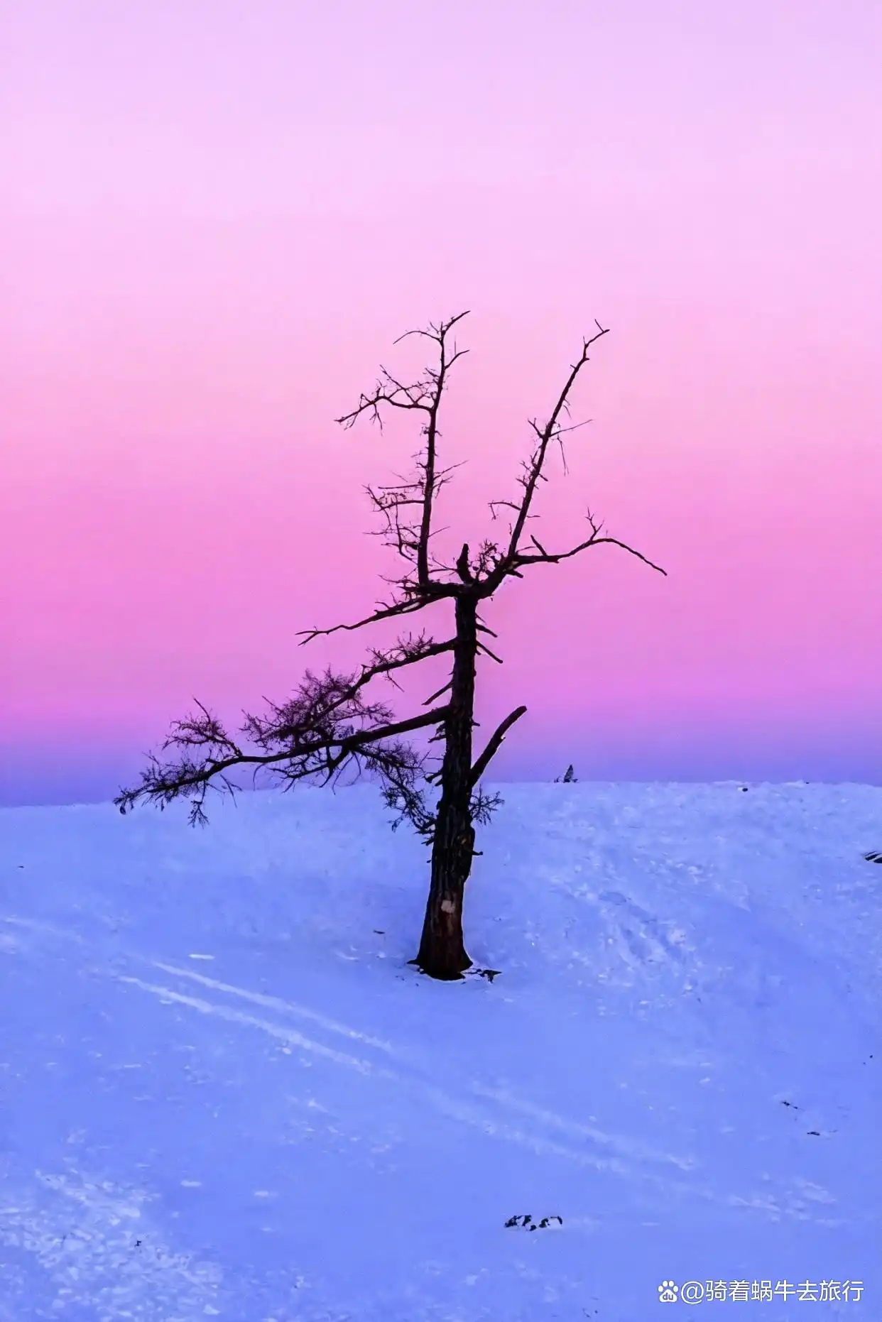 ️这个冬天，我们一起去阿勒泰看雪吧！