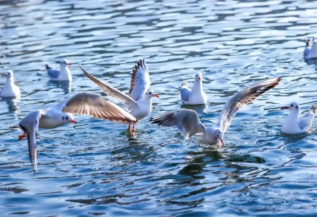 冬季来河南看海鸥，对19地居民免门票！