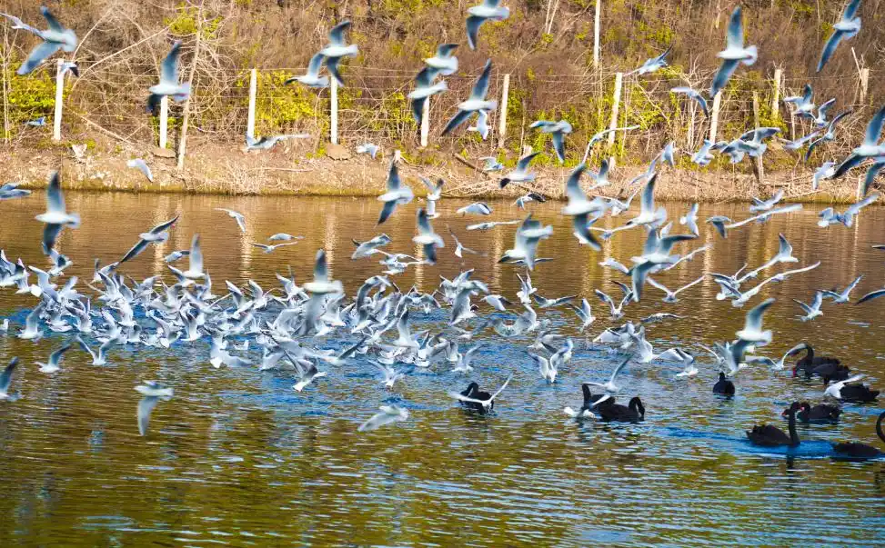 冬季来河南看海鸥，对19地居民免门票！