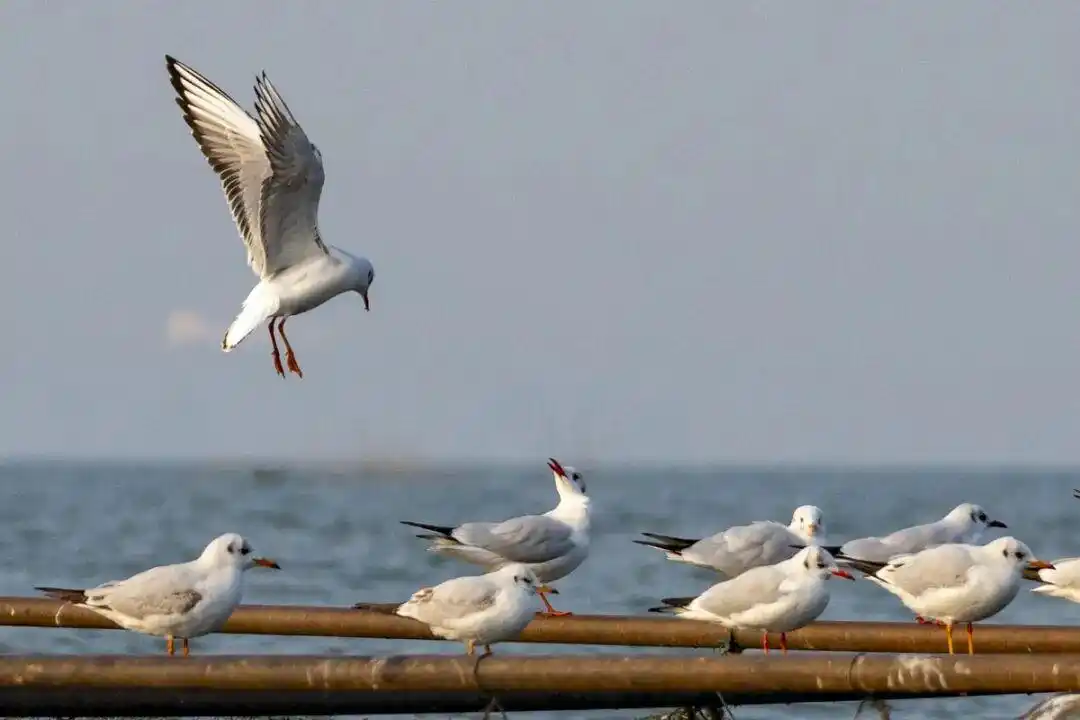 冬季来河南看海鸥，对19地居民免门票！